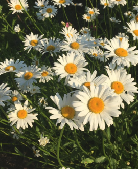 Krūminė ramunė (lot. Argyranthemum frutescens ‘LaRita Early White’)