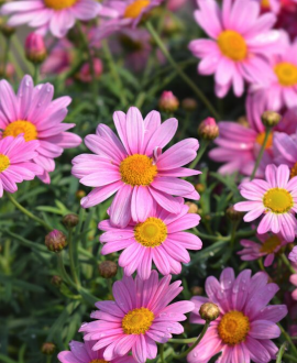 Krūminė ramunė (lot. Argyranthemum frutescens ‘LaRita Pink’)
