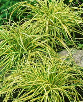 Viksva (lot. Carex oshimensis ‘Evergold’)
