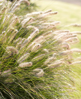 Soruolė (lot. Pennisetum alopecuroides ‘Hameln’)