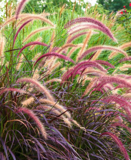Soruolė (lot. Pennisetum setaceum ‘Rubrum’)