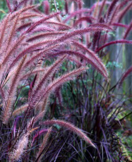 Soruolė (lot. Pennisetum setaceum ‘Chelsea’)