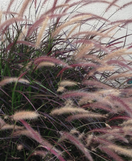 Soruolė (lot. Pennisetum setaceum ‘Fireworks’)