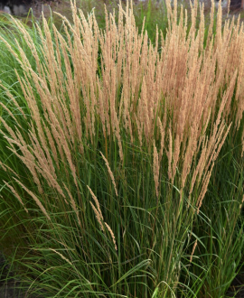 Lendrūninė (lot. Calamagrostis ‘Karl Foerster’)
