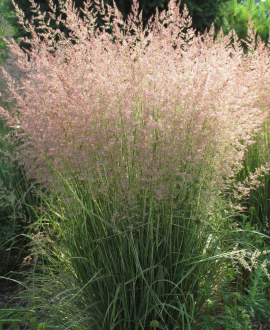 Lendrūninė (lot. Calamagrostis ‘Overdam")