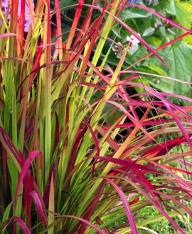 Imperata (lot. Imperata cylindrica ‘Red Baron’)