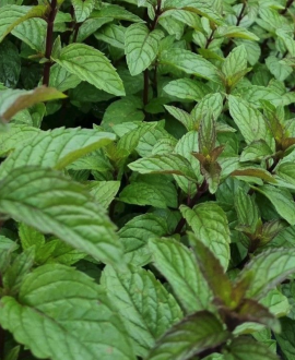 Mėta (lot. Mentha  ‘Chocolate Mint’)