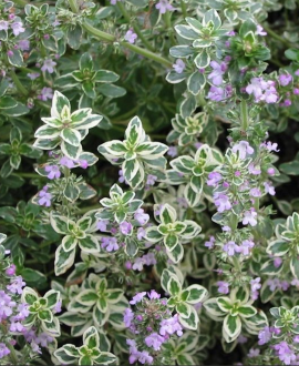 Čiobrelis (lot. Thymus  ‘Silver Queen’)
