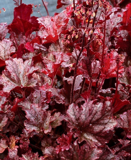 Alūnė (lot. Heuchera ‘Berry Marmalade’)