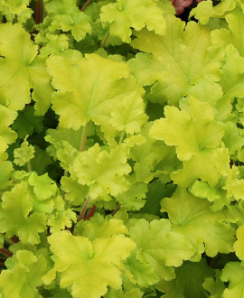 Alūnė (lot. Heuchera ‘Lime Marmalade’)