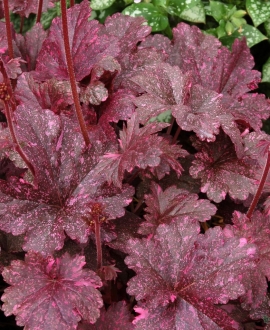 Alūnė (lot. Heuchera ‘Midnight Rose’)