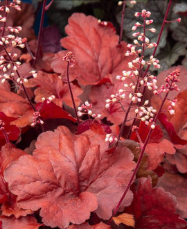 Alūnė (lot. Heuchera ‘Fire Alarm’)