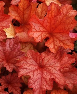 Alūnė (lot. Heuchera ‘Paprika’)