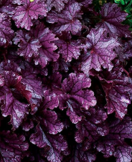 Alūnė (lot. Heuchera ‘Forever Purple’)