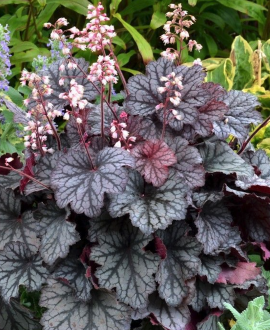 Alūnė (lot. Heuchera ‘Little Cuties Frost’)