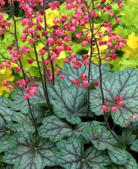 Alūnė (lot. Heuchera ‘Little Cuties Peppermint’)
