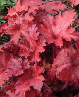 Alūnė (lot. Heuchera ‘Forever Red’)