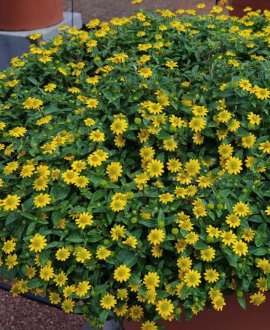 Sanvitalija (lot. Sanvitalia procumbens ‘Picador Compact Yellow’)