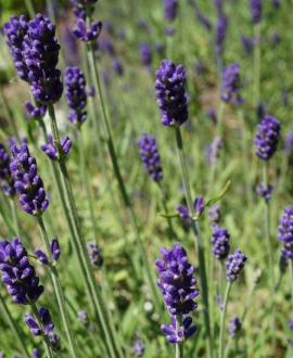 Levanda (lot. Lavandula ‘Hidcote Blue’)
