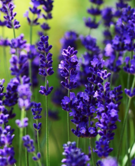 Levanda(lot. Lavandula  ‘Ellagance Purple’)
