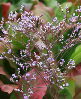 Kermekas (lot. Limonium latifolium)