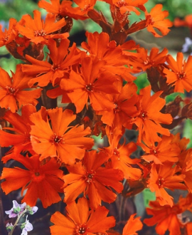 Gaisrena (lot. Lychnis arkwrightii ‘Vesuvius’)