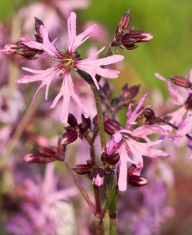 Šilkažiedė gaisrena (lot. Lychnis flos-cuculi)