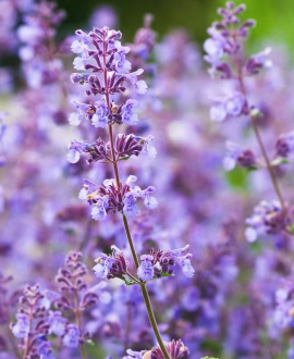 Katžolė (lot. Nepeta racemosa)