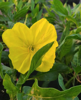 Nakviša (lot. Oenothera macr.. missouriensis)