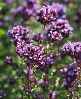 Raudonėlis (lot. Origanum vulgare)