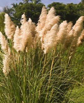 Kortaderija (lot. Cortaderia selloana)