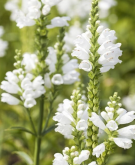 Pūstatauris (lot. Physostegia virginiana ‘Alba’)