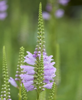 Pūstatauris (lot. Physostegia virginiana ‘Rosea’)