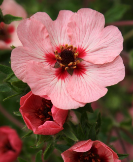 Sidabražolė (lot. Potentilla nep. ‘Miss Willmott’)