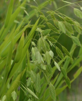 Dirsūnas (lot. Chasmanthium latifolium)