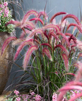 Soruolė (lot. Pennisetum alopecuroides ‘Tiny Tails’) 
