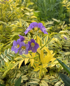 Polemonija (lot. Polemonium ‘Golden Feathers’)