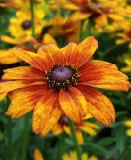 Rudbekija (lot. Rudbeckia ‘Summerina Glow Sugar Shake’)