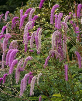 Kraujalakė (lot. Sanguisorba ‘Lilac Squirrel’)