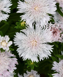 Dangunė (lot. Stokesia laevis ‘Whitecaps’)