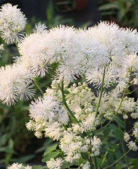 Vingiris (lot. Thalictrum ‘Cotton Ball’)