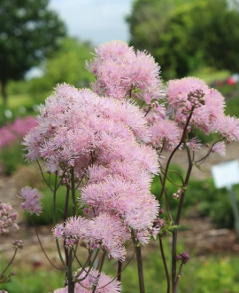 Vingiris (lot. Thalictrum ‘Cotton Ball’)