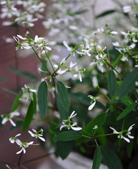 Karpažolė (lot. Euphorbia ‘Star Dust Super Flash’)