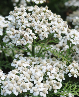 Kraujažolė (lot. Achillea millefolium ‘New Vintage White’)