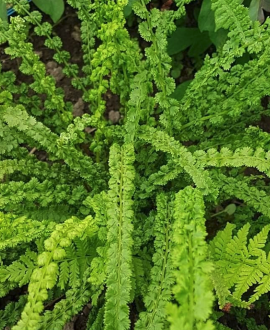 Patelinis papartis (lot. Athyrium filix-femina ‘Frizelliae’)