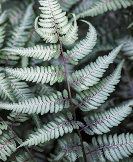 Japoninis papartis (lot. Athyrium niponicum ‘Metallicum’)