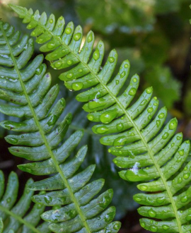 Šukinis blechnas (lot. Blechnum spicant)