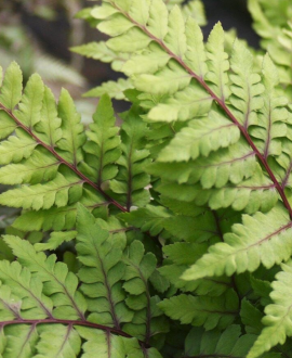 Papartis (lot. Athyrium otophorum ‘Okanum’)