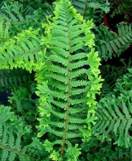 Skydpapartis (lot. Dryopteris affinis ‘Cristata The King’)