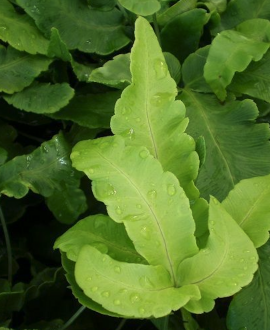 Skydpapartis (lot. Dryopteris sieboldii) 